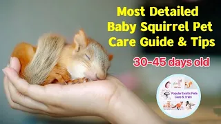 Baby Pet Squirrel Care Guide【30-45 Days Old】Breeding, Cage Set Up,Feeding Milk Tutorial, Prepare