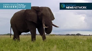 A brief history of the ivory trade
