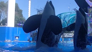 One Ocean w/Tilikum (Full Show/Full HD) January 16, 2015 - SeaWorld Orlando