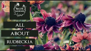 How to plant and grow rudbeckia in the garden. Red garden flowers. garden video. Baltic Gardening