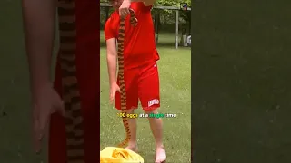 rare snake 😍 : Mud snake 🐍 #shorts #serpentshaven