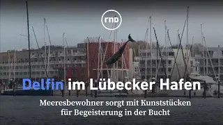 Kunststücke im Hafen: Delfin sorgt in Lübeck für elegante Showeinlage
