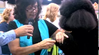 Diane Betelak Grooming a Poodle's Feet