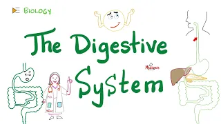 The Digestive System 🍲 🤢 🤮   (Gastrointestinal Biology) | Introduction