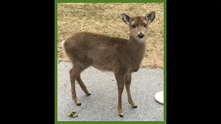 Sweet Little Deer