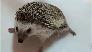 【🦔Hedgehog】Hedgehog’s bath time.