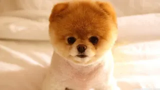 The Cutest Pets And Funny Animals #1 Funny Cats and Dogs