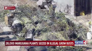 28,000 marijuana plants seized in illegal grow