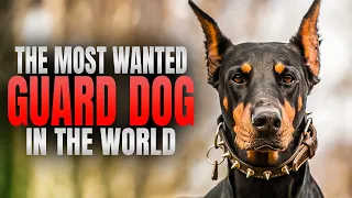 20 Most Wanted Guard Dogs In The World