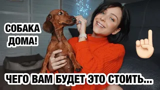 ЧТО ВАЖНО ЗНАТЬ, ПРЕЖДЕ ЧЕМ ЗАВОДИТЬ СОБАКУ 🤯