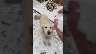 Golden Retriever Gets Excited To Catch Snowball - 1176139