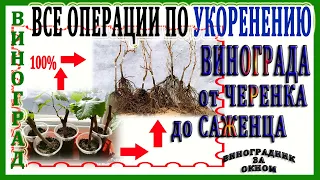 🍇 Как за 1 час 100% научиться укоренять черенки винограда. Все операции подготовки и высадки в грунт