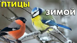 Птицы зимой (25 видов) и их зимние голоса (Птицы России) / Фильм 66