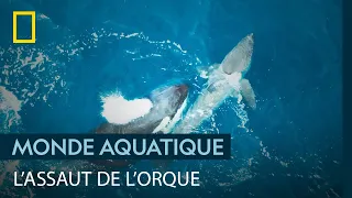 Violente attaque d'une orque sur un grand requin blanc