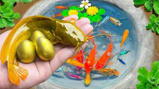 Unique Catching Catfish Protects Eggs, Ornamental Fish, Koi, Goldfish, Turtles, Guppies | Fish Video