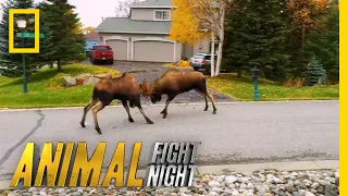 Moose v. Moose: The Battle For Love | Animal Fight Night