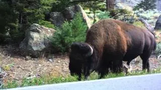 БИЗОНЫ В ДИКОЙ ПРИРОДЕ YELLOWSTONE, SEPTEMBER 2013