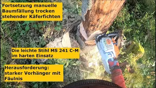Waldbauerbericht: Forsteinsatz zur Fortsetzung der Käferbaumfällung mit der  Stihl ms 241 c