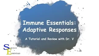 Immune System Essentials: Adaptive Response|  Dr. V