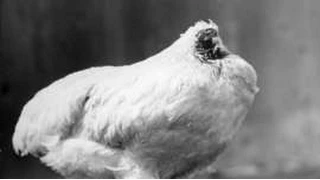 The chicken that lived for 18 months without a head