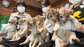 ライオンの赤ちゃん、２組の三つ子が人気　裾野・富士サファリパーク【静岡新聞／アットエス】