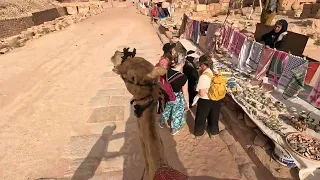 4K Petra - Camel Ride