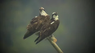 Male & Female Osprey @ Rutland Water Nature Reserve