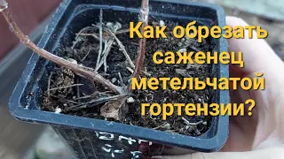 Обрезка маленьких саженцев метельчатой гортензии.🌸Снимаем укрытия.