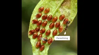 Eggs of the Leaf-footed Bug getting parasitized.. Read description to know more #wasp #egg
