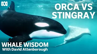 The clever way killer whales hunt stingrays | Whale Wisdom with David Attenborough | ABC TV + iview