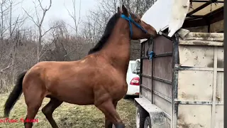 Рынок Лошадей. Жеребец за 400000т р.              Урус Мартан