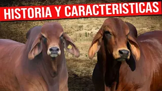 🔴 BRAHMAN ROJO Historia y Características✅ Ganado De Engorde