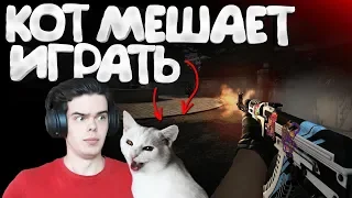 CS:GO - Кот мешает играть