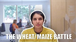 The wheat/maize battle