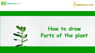 Come! Let's Draw the Parts of the Plant