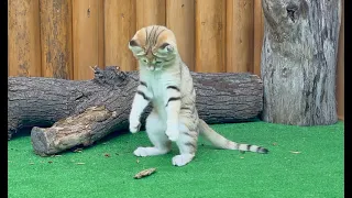 Kitty's Playtime - Sand Cat