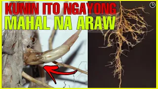 KUNIN ITO NGAYONG  MAHAL NA ARAW MABISANG GAMIT AT ANTING ANTING | Bhes Tv