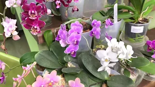 ОРХИДЕИ ПОТРЯСАЮЩИЕ ЦВЕТЕНИЕМ обзор 44 орхидей фаленопсисов