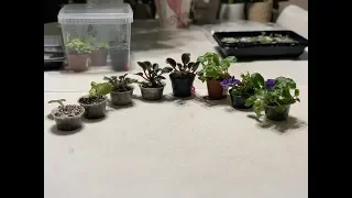 Propagation Of African Violet From A Single Leaf (All The Steps- Till Blooming Stage)