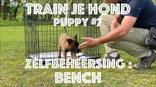 TRAIN JE HOND // Puppy #7 // Hoe leer je je puppy ZELFBEHEERSING : BENCH