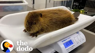 Rescued Baby Beaver Finally Makes a Friend | The Dodo