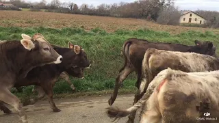 Entrée des vaches dans l'étable