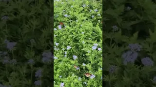 Swarm of Monarch Butterflies