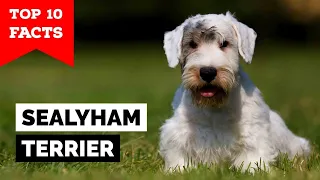 Sealyham Terrier - Top 10 Facts
