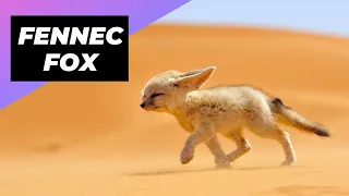 Fennec Fox 🦊 One Of The Cutest And Most Exotic Animals In The Wild #shorts