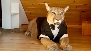 Puma in a tuxedo! Beware, Messi is incredibly charming in this costume. Findings from Aliexpress!