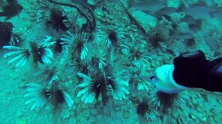 The OTHER Lionfish Airplane: Gulf of Mexico