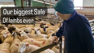 Our biggest sale todate, was it a success do? lambs to market, sheep farming #shepherd #farm #animal