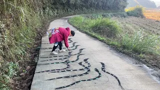 在马路上画满蛇，路人看到啥反应？#3d