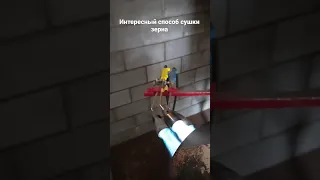 Интересный способ сушки зерна